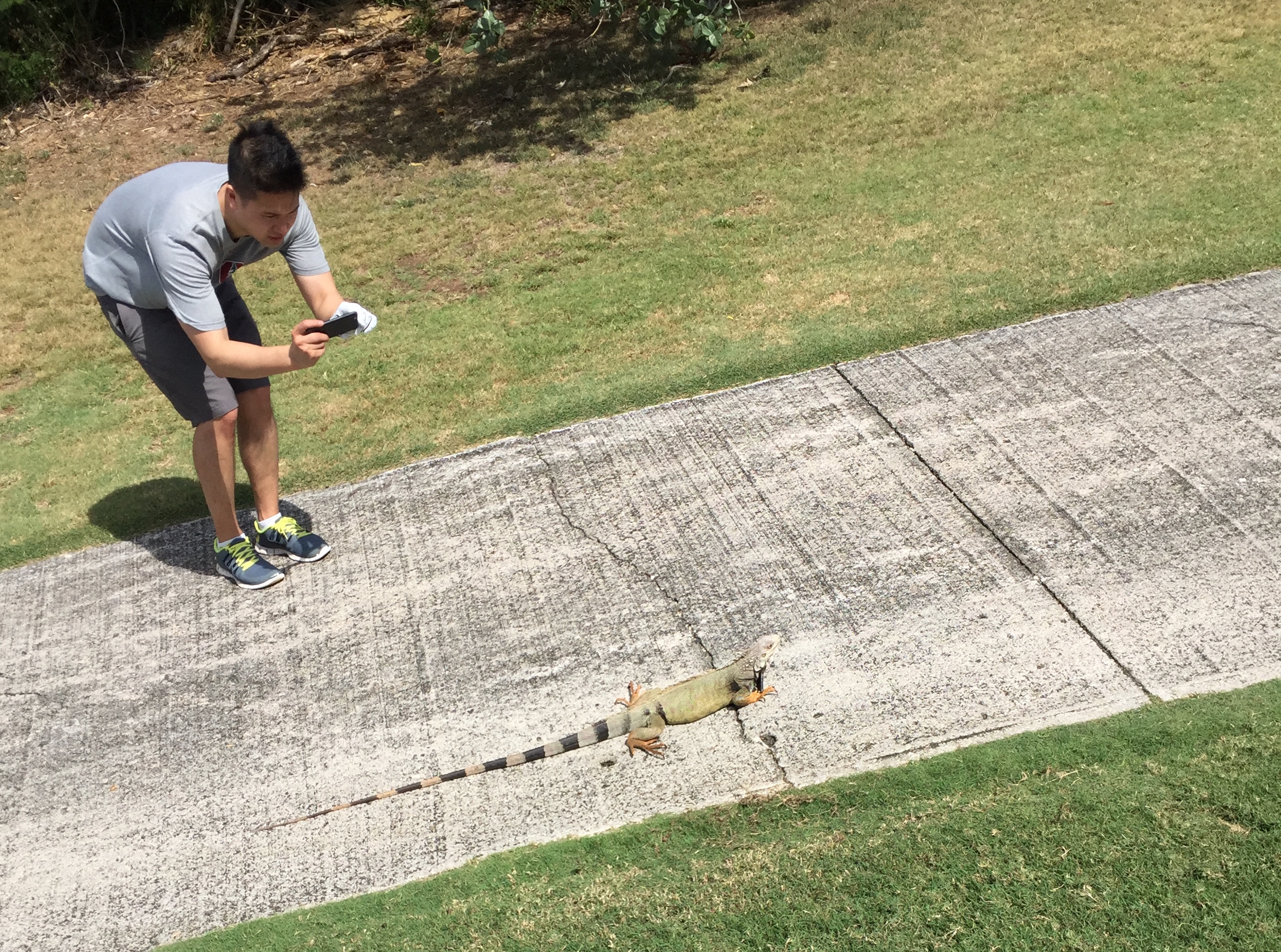 Iguana on 18th Hole Cart Path